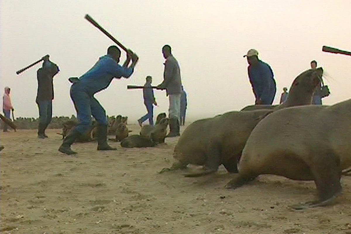 atienzajc's tweet photo. 🆘🆘🆘🆘🆘🆘🆘🆘🆘🆘
¡FIRMA para ⛔️ evitar la masacre de leones marinos en Namibia! Pls RT  http://t.co/ZnsUfN47Te
🆘🆘🆘🆘🆘🆘🆘🆘🆘🆘 http://t.co/tdmbxEaMBp
