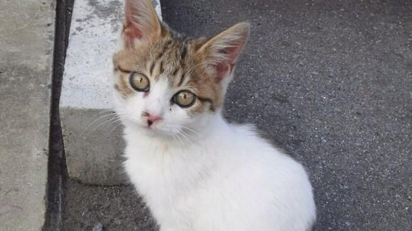 funfun88de55's tweet photo. “@tony_h_tazoe: 【❤️拡散希望🐱】朗報❗️区役所で啓蒙に動いてくれた❗️拡散 署名��ご協力に感謝❗️#川崎市 宮前区役所 ノラ #猫 の年末駆除 #処分中止 #猫部 https://t.co/pslWr1SpiL http://t.co/0X2GIDDoki””
