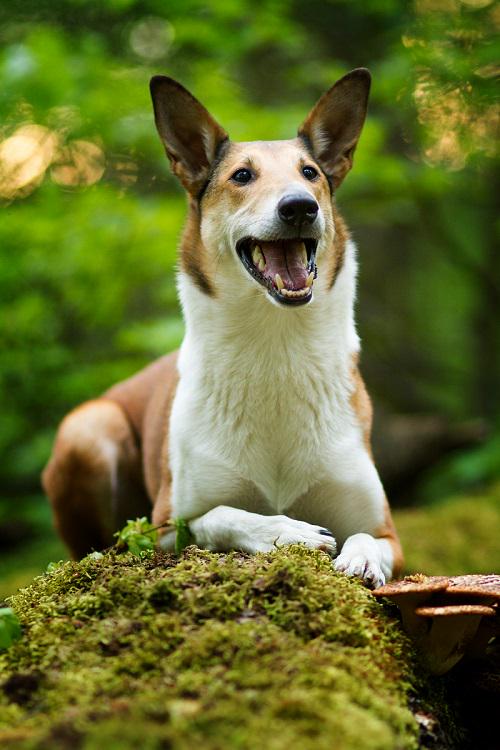 Hilfe, Dein #Hund #istschlaueralsDu, #jagt, #willtanzen, #istzudick?
Schau doch mal bei uns rein ;-) #goldwolf #wuff