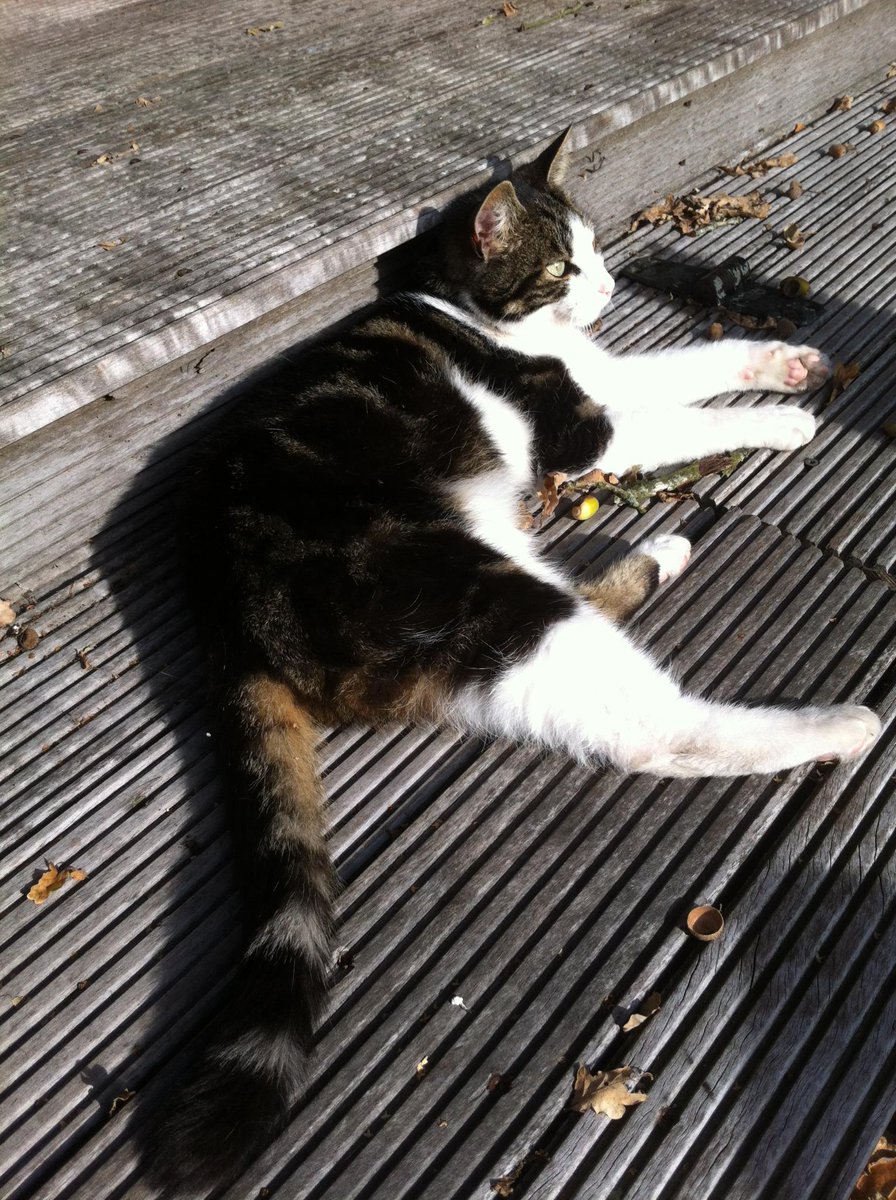 #vermist #kat Squick sinds 23/24-12-14 #Erm #Ermerstrand #n37 #Drenthe chip+gele halsb. amivedi.nl/DierDetail.asp… …