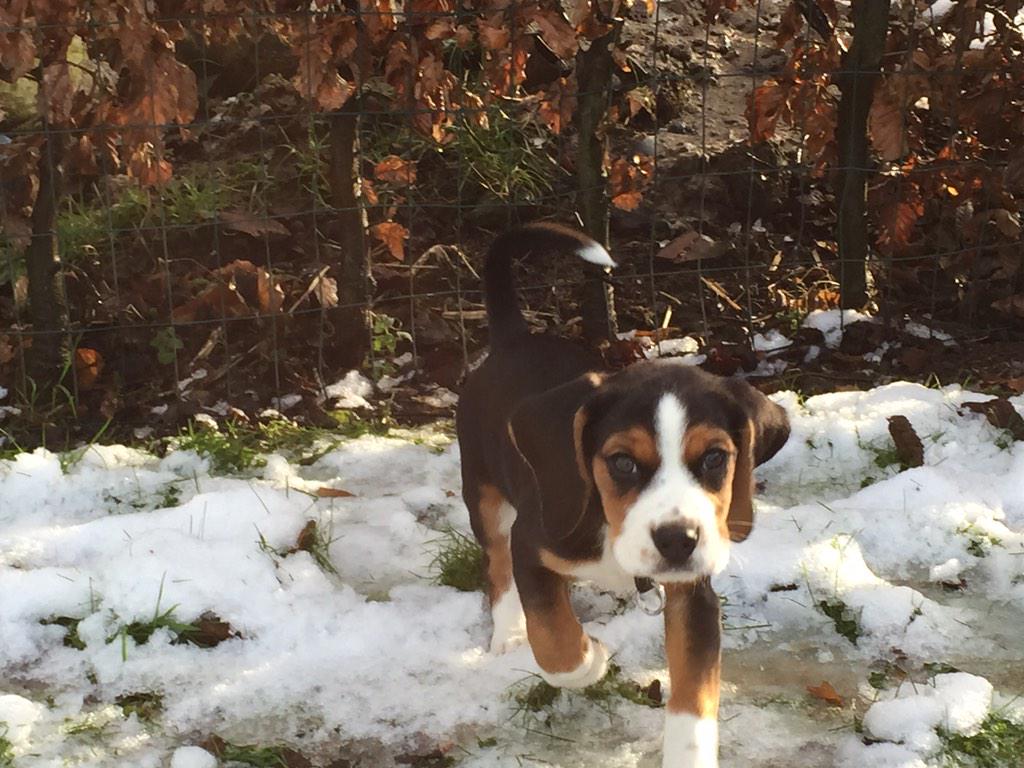 StevenDC07's tweet photo. Zalig weer om in te spelen met onze kleinste aanwinst #raiko #beagle http://t.co/5HHhLOIh7t
