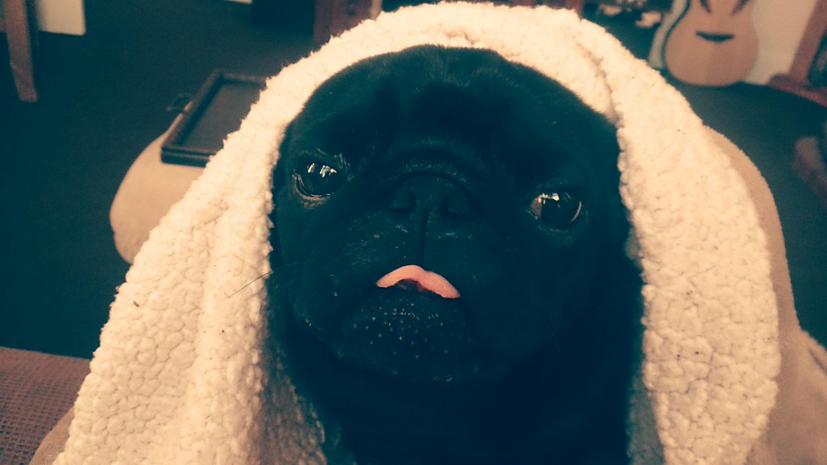 LouieThePug's tweet photo. It's cold outside.... Hell I'm staying under here :-) http://t.co/GnI4Kkgn82
