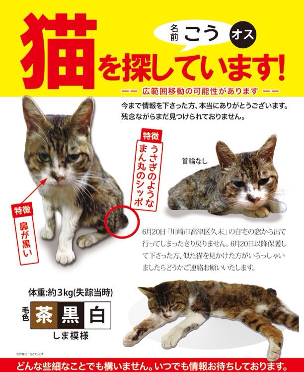 NipponNomeeeiy's tweet photo. 情報よろしくお願いいたします。  @hiromioooooo514: さんより大拡散願！川崎市高津区久末より迷子猫！名前:こう(オス)、鼻くろ、まん丸しっぽ！茶.黒.白のしま模様！ #猫 #迷子 #高津区 #中原区 #港北区 http://t.co/WRCPLOTo5k