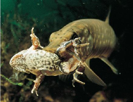 Pike Attack !!!!!!!!!! ........................goo.gl/Ktgqgm