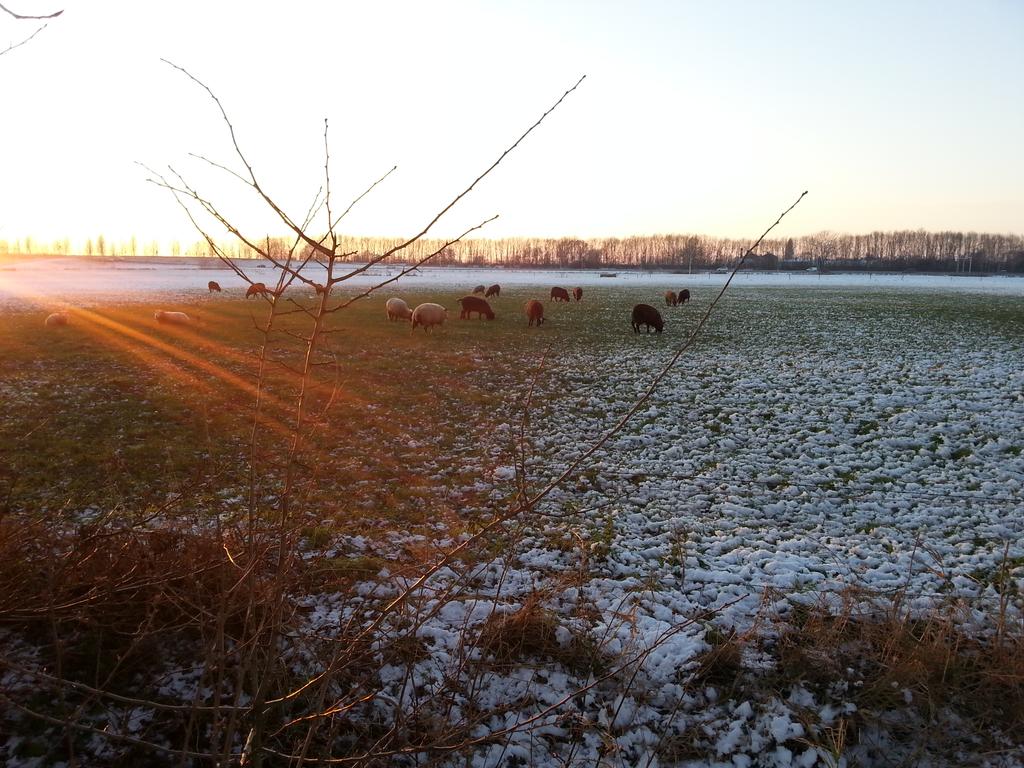 _rexna tweet picture