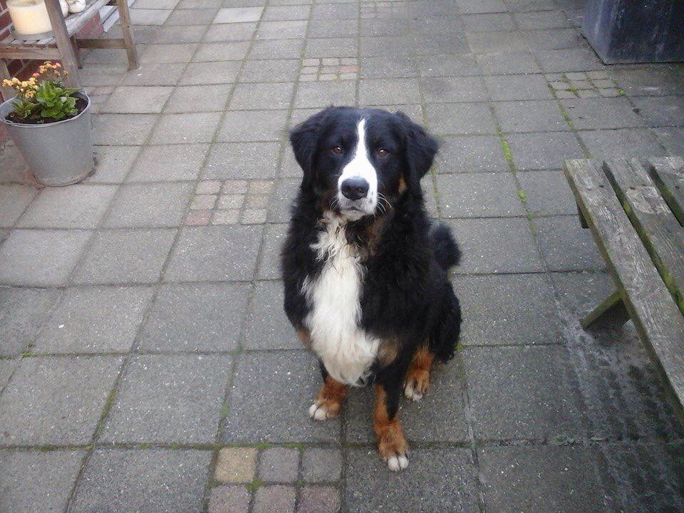 Hulp nodig! Onze hond Ringo is sinds een uur of 16 vanmiddag vermist. #drachten #vermist #hond #pleaseRT