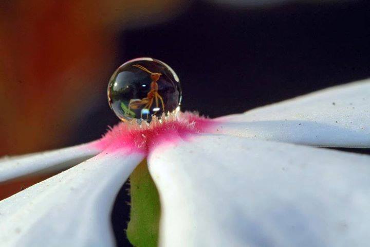 awkwardgoogle's tweet photo. An ant in a droplet on a flower http://t.co/TffR6HR1yG