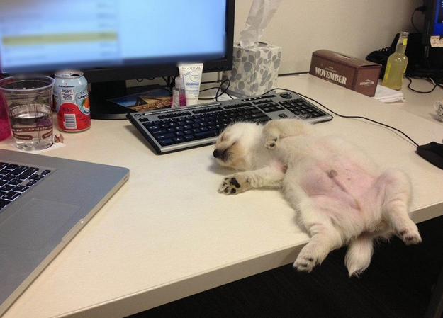 BuzzFeed's tweet photo. Monday http://t.co/UiganLeHUU