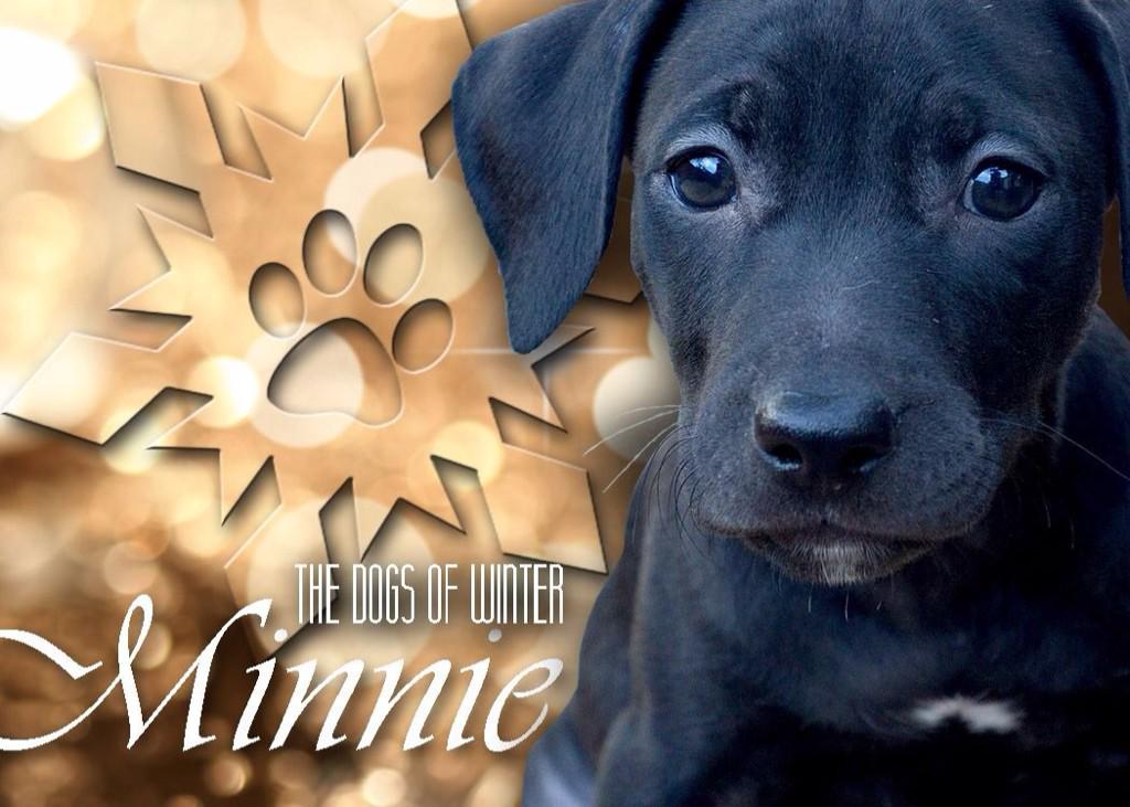 DallasPetsAlive's tweet image. This weeks #dogsofwinter is sweet little Minnie!! Check out her bio dallaspetsalive.org/adopt/adoptabl… #adoptdontshop
