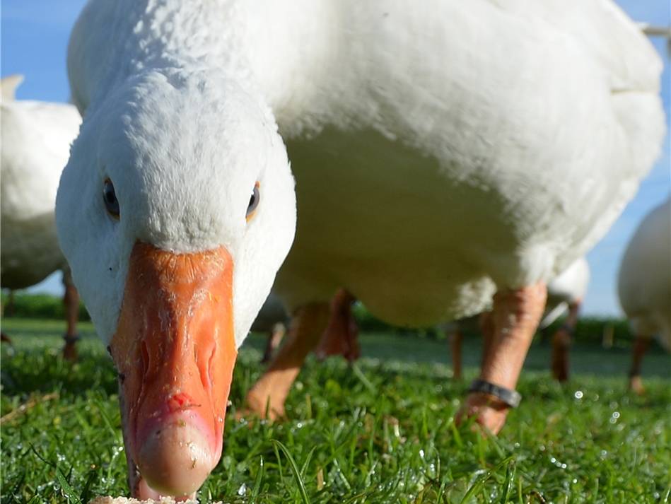 Salute: Influenza aviaria H5N8 in anatre selvatiche in Germania