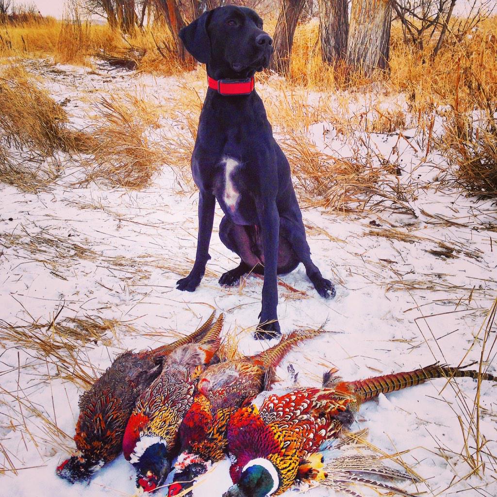 307_eric's tweet image. Ace straight worked some #birds yesterday! #GSP #huntingbuddy #Pheasant