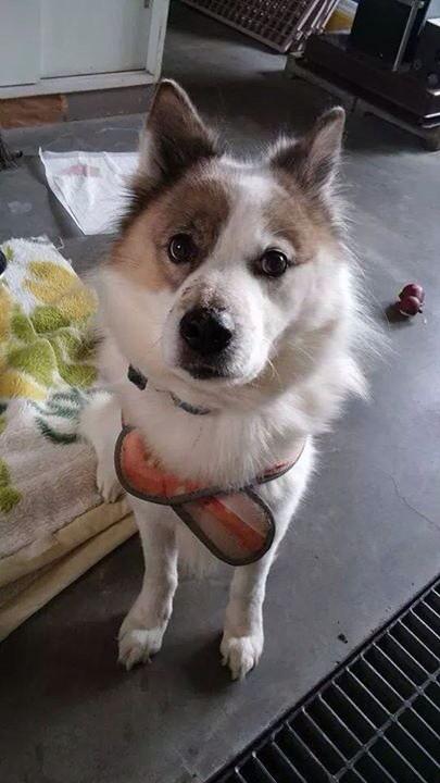 0707_rachel's tweet photo. @tony_h_tazoe【️拡散希望🐶】朗報❗️昨日無事引き出され温かい預かり様の元で年末年始を迎え仙台の里親様に命が繋がりました❗️関係の皆様に深謝#北海道 #保健所 収容 #犬→ https://t.co/IZDPzSl7Jx http://t.co/RO3rmFUbdU