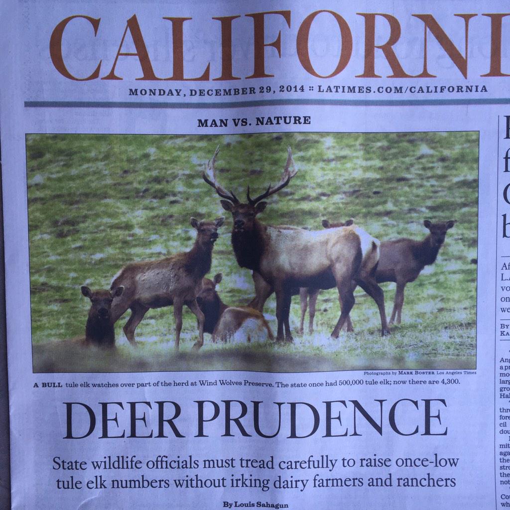 jacobsoboroff's tweet photo. Folks at @latimes feeling pretty pretty pretty punny this morning. #beatles #puns #deerpuns #californiaisback http://t.co/luXkA4bFdV