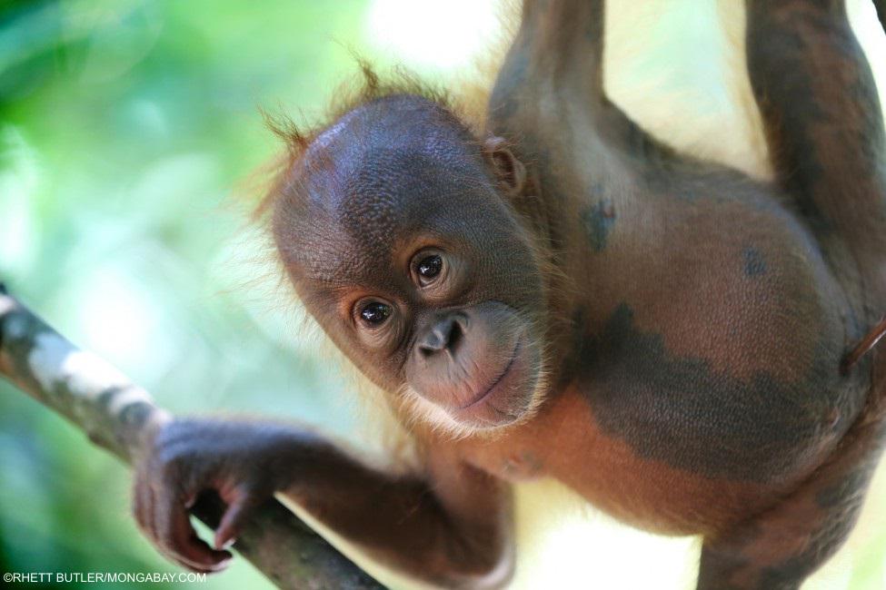 “Orangutan” literally means “person of the forest” - learn more about our enigmatic cousins: blog.wcs.org/photo/2014/12/…