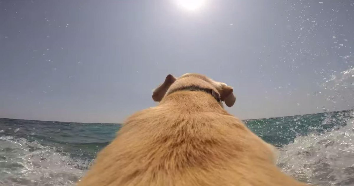 TeloDog's tweet image. Run Walter, RUN!! 
bit.ly/1qmZqud
#Dog #trending #Youtube