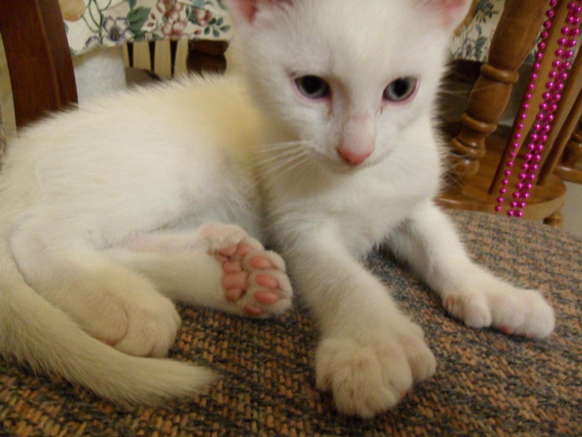 phycoinsc's tweet photo. "@Harry27toes: @jeffdahkillah http://t.co/crNSEwbYEC"  Look at those jellies!  #pawporn