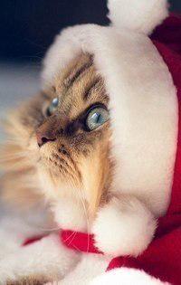 ded_moroz_2015's tweet photo. http://t.co/TkC7DBSvUt