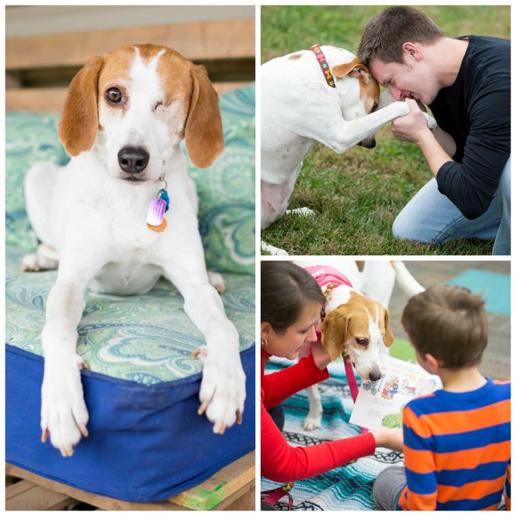 PetSmartChariTs's tweet photo. Miracle survived a brutal beating &amp; became a therapy dog to help others overcome abuse http://t.co/L1hWgmr1Ix http://t.co/sHlVtPImJV