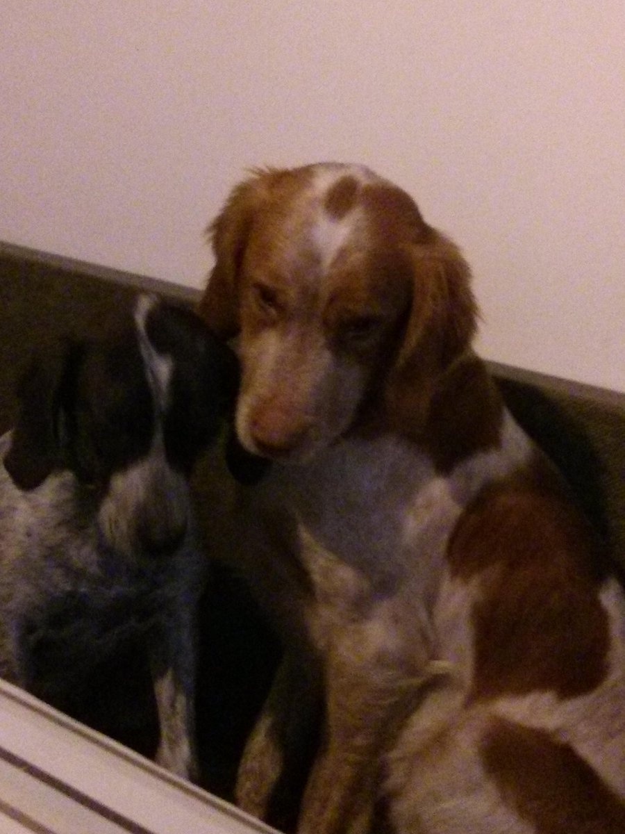 NorbeRRRRR's tweet photo. Se buscan perros robados: epagneul breton (m) &amp; pointer ingles (f) robados el 29 de Diciembre a las 7:30am, en Tauste http://t.co/UN8M6CDj62