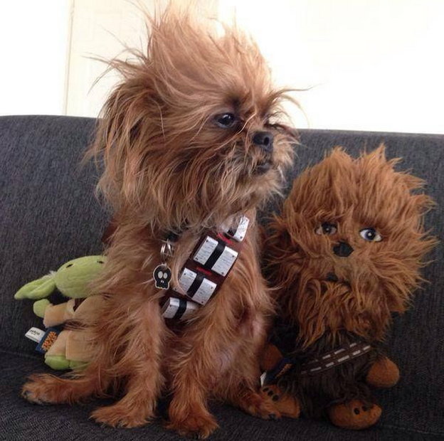 BuzzFeed's tweet image. 19 Dogs Dressed As Your Favorite Star Wars Characters
bzfd.it/1AenZhG