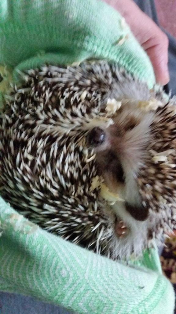 kaatieisabella's tweet image. I miss my fucking hedgehog o2l is over JACOBS not online ima mess