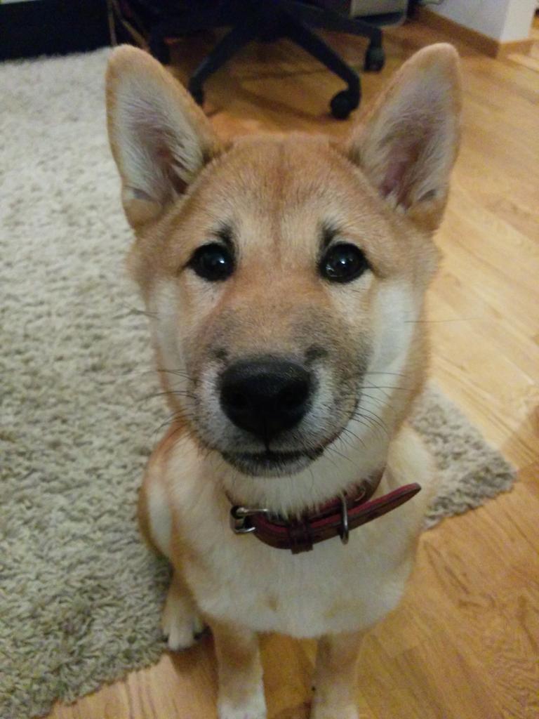xinur's tweet photo. Tänään tutustuin tämmöseen nappisilmään :3 今日は友達の柴犬と初出会い!♥ #pullashibe http://t.co/cNG297zma3