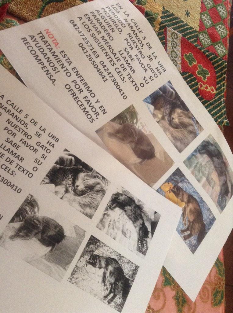 izortvan's tweet image. #Pichirilo perdido, en la urbanización los naranjos... #PuebloNuevo #SanCristobal #sos #gato #recompensa