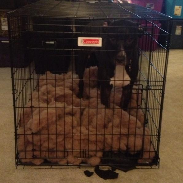 kdracer's tweet photo. @DanaPerino "I was just sitting here and it exploded" -Shadow http://t.co/jHc0RicGOw