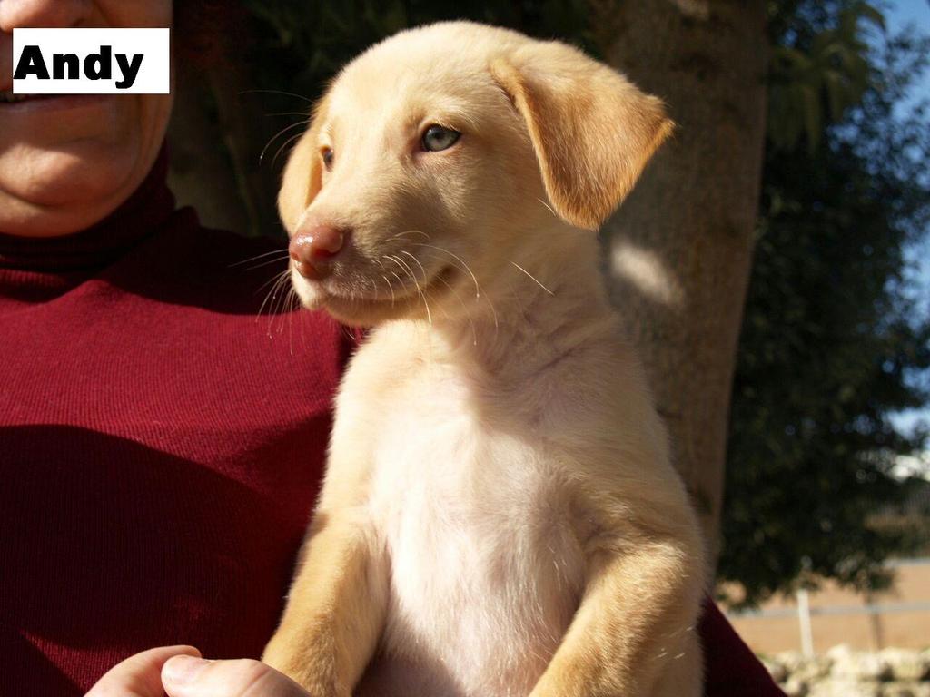 protemalaga's tweet photo. Los bebés de Naya buscan familia!! danielacogidasprotectoramalaga@gmail.com http://t.co/4yo5ltamEM