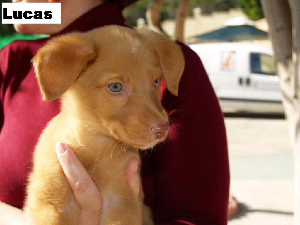 protemalaga's tweet photo. Los bebés de Naya buscan familia!! danielacogidasprotectoramalaga@gmail.com http://t.co/4yo5ltamEM