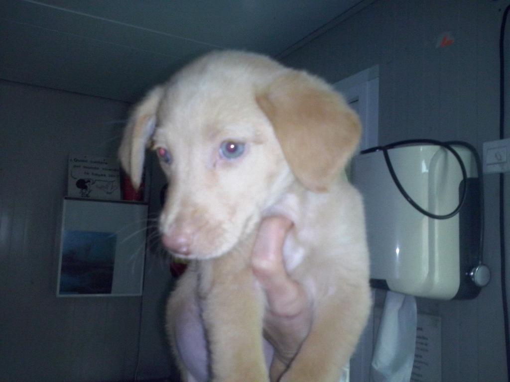 protemalaga's tweet photo. Los bebés de Naya buscan familia!! danielacogidasprotectoramalaga@gmail.com http://t.co/4yo5ltamEM