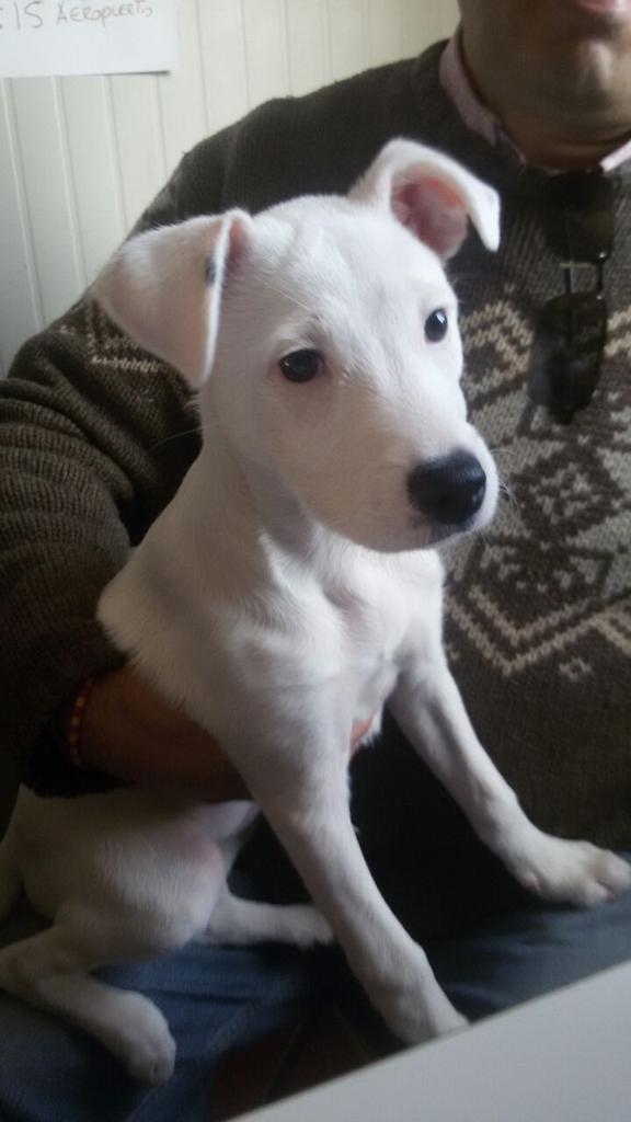 protemalaga's tweet photo. Nube, cachorrita de tres meses en adopción. Info acogidasprotectoramalaga@gmail.com http://t.co/2hOTXvJkGN