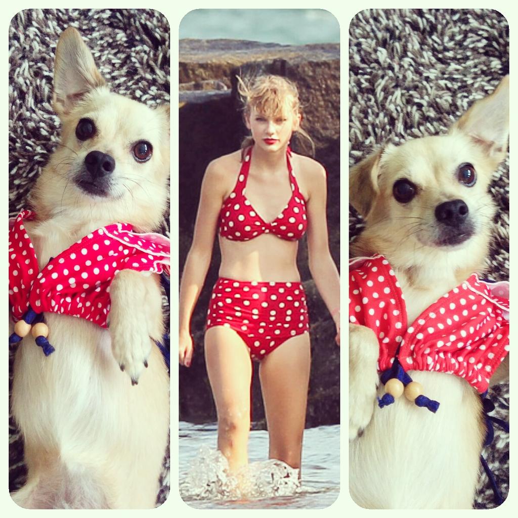 PlacingPets's tweet photo. Daisy rocking #polkadot like @taylorswift #spotthedifference #seperatedatbirth #lookalike #funnydog #placingpets http://t.co/W02q66XAyv