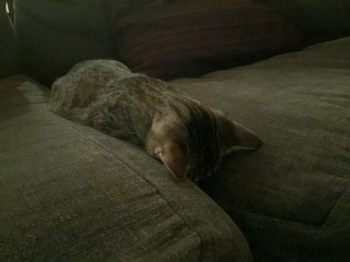 Raheem Kitty tweet media