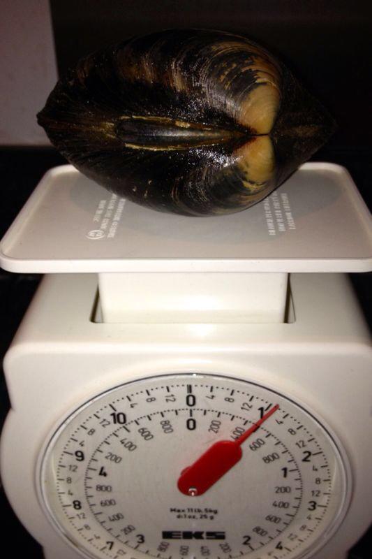 Rescued #mollusc from beach on family walk <a href="/PStrandNT/">Portstewart StrandNT</a> Northern Ireland can anyone help identify we think Quahog Clam