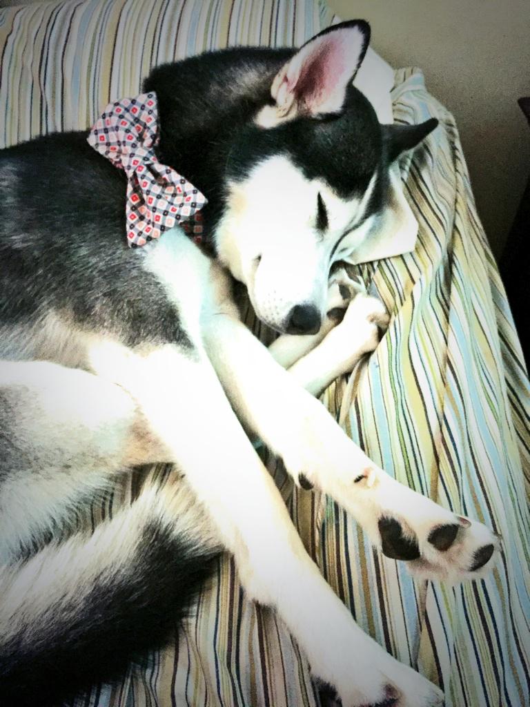 milesthehusky's tweet photo. #Monday #Workflow #HuskyBehavior http://t.co/rEYVfyAxNc