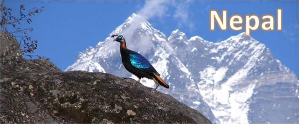 Nepalese Canadian tweet media