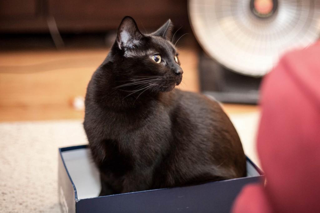 Stray Magnet tweet media