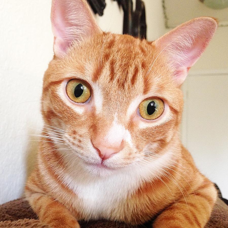 Cole & Marmalade on Twitter "Vote for Marmalade in the ModernCatMag