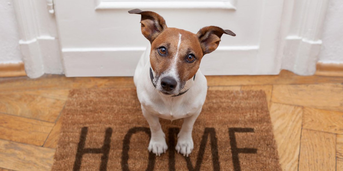 주인이 떠난 빈 집에 강아지가 혼자 남겨졌다. 그 후 3분 동안 강아지의 반응은 우리가 미처 생각하지 못한 것이었다. (동영상) huff.to/1xd4tB4