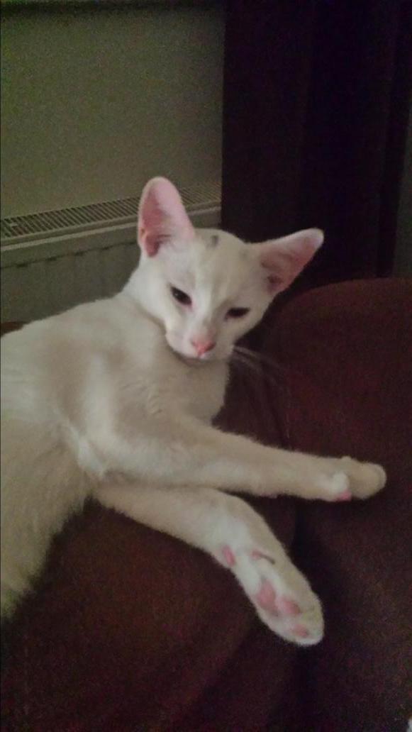 e39dd142f245453's tweet photo. @Harry27toes thank you for following this is Loki he looks a lot like you he is 6 months old. I love your art work http://t.co/PrCZHNyfi2