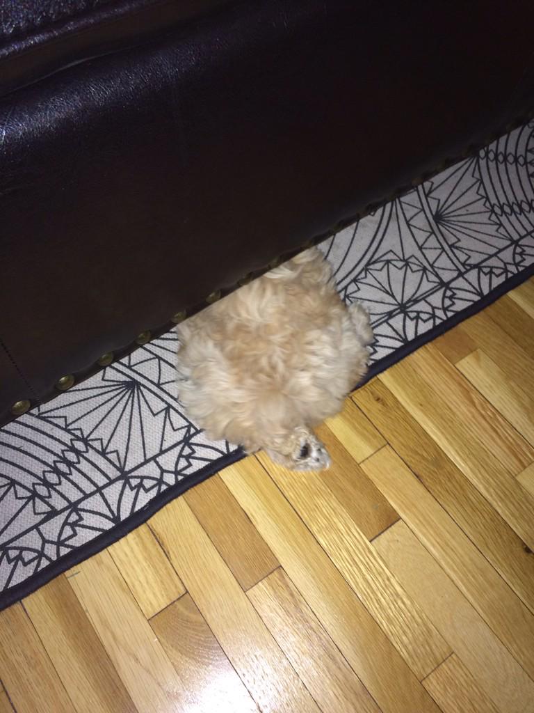 jacksonbwaydog's tweet photo. People are playing Taboo here and they are getting far too loud, it's a game folks... #myhidingspot http://t.co/VzCflXMHIz