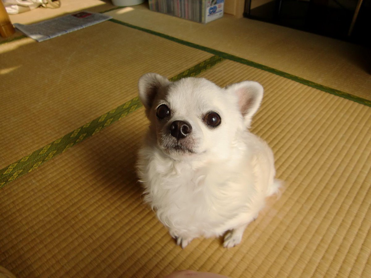 Hyakuchan 私 ほーら バルーの好きな犬用卵ボーロだよ バルー くるくる 待てしてと 私 待て か いい子だね はいお手 バルー 今日は 待ちきれないよ 手でおねだり 私 よし バルー シャリシャリ Hyakuchan 私 ほーら バルーの好きな犬用卵ボーロだよ バルー くるくる 待てしてと 私 待て か いい子だね はいお手 バルー 今日は 待ちきれないよ 手でおねだり 私 よし バルー シャリシャリ