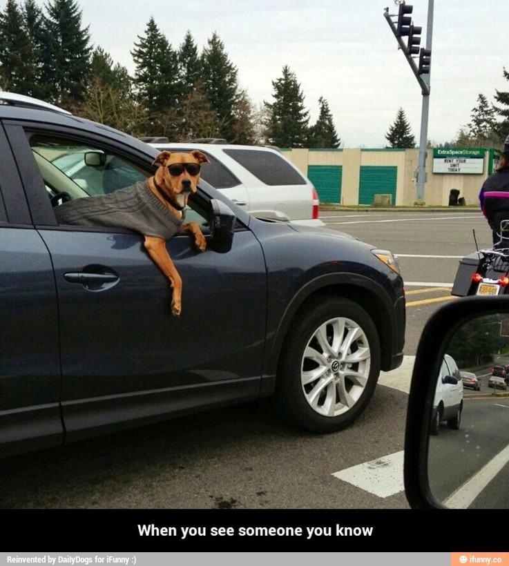 StrangerDavid's tweet image. Dog being cool!! :)