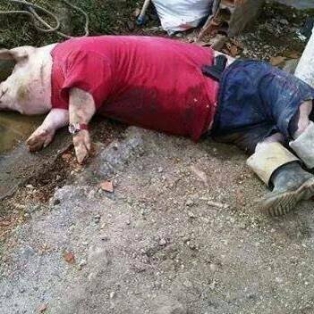 AlexisBM8's tweet photo. @andy_am26 @Yairbh pero yo disfruto mi mal del puerco! http://t.co/Sw3TiPSBuS