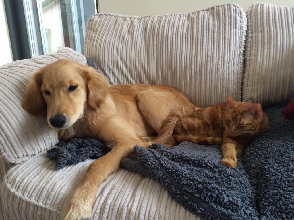 TheBasMuss's tweet photo. Winter weather advice; dogs are warm, so snuggle up to them http://t.co/BFPLrFHG8M