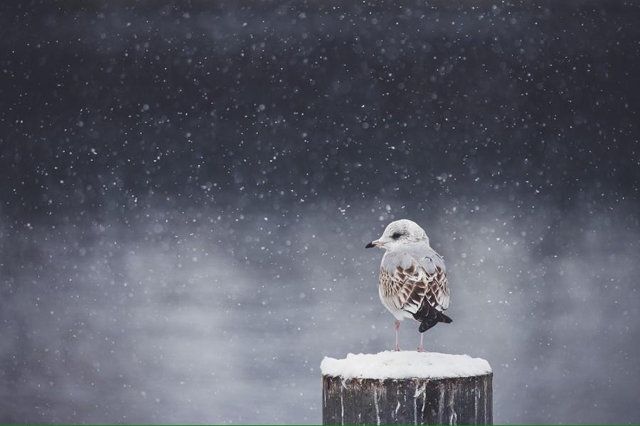 NaturePics tweet media