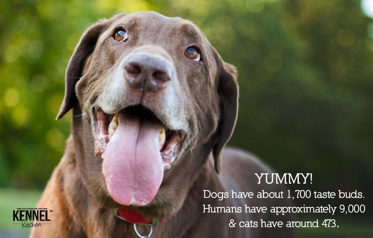 KennelKitchen's tweet photo. Don't try to mess with your mutt's food! Dogs have about 1,700 taste buds while you have about 9,000! #kennelkitchen http://t.co/9VG9M03NNF