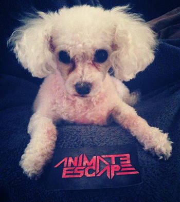 AnimateEscape's tweet image. He's coming... #toygeorge #animationnation #ghostindigital