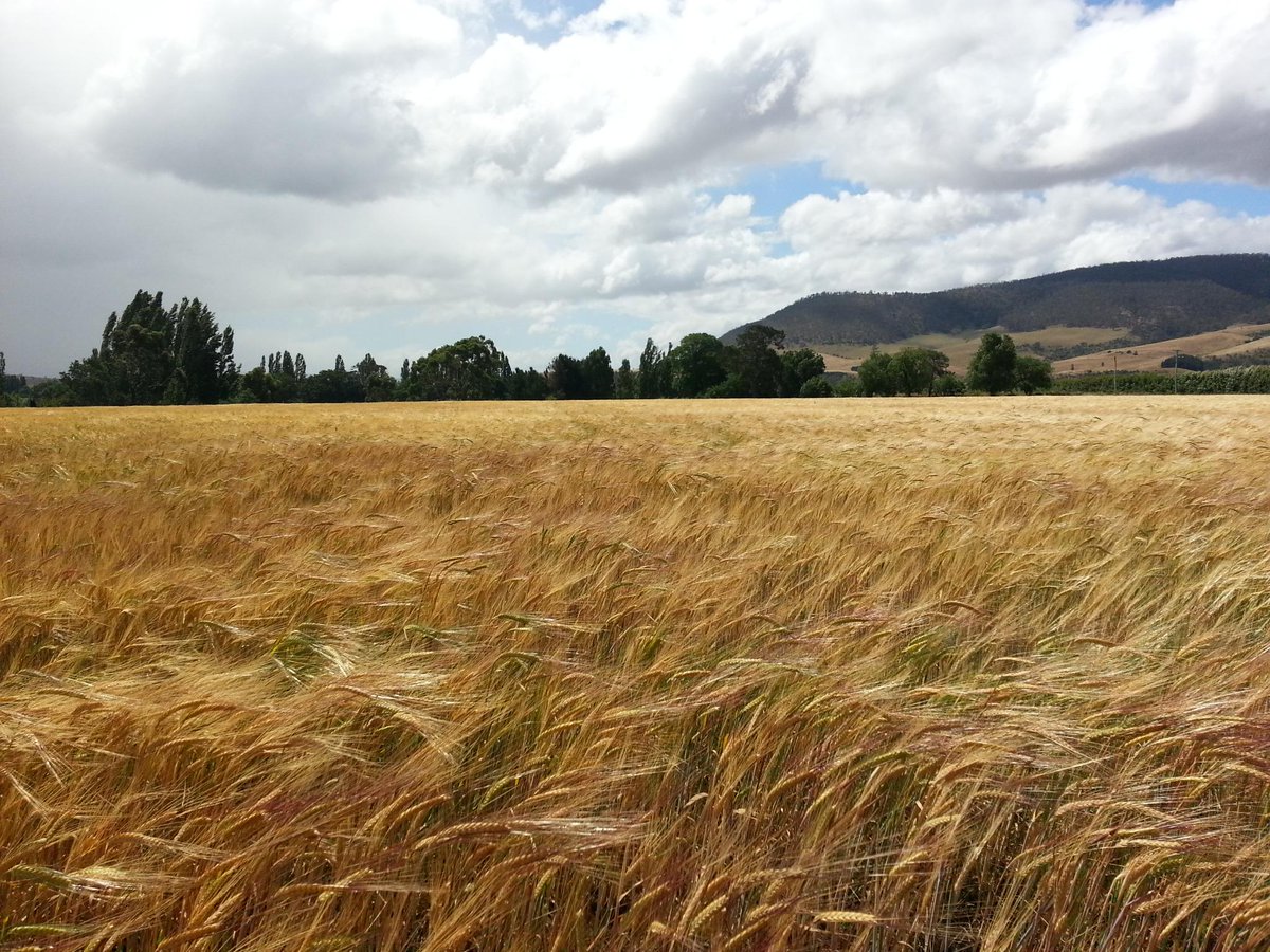 <a href="/Redlandsestate/">Redlands Estate</a> whisky barley turns gold. Could someone their remember to turn off the sprinklers in the sky now?